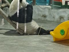 -栾川竹海野生动物园