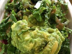 -油梨树AVOCADO TREE(顺义新国展店)