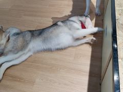 -Husky Go! 哈士奇体验馆·宠物咖啡厅狗咖