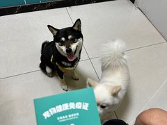 -乖乖宠物医院·猫科·急重症中心(车站北路分院)