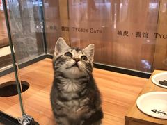 -袖虎·猫馆(体育西路店)