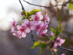 -顾村公园