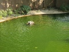 -九龙公园