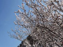 -两河城市森林公园