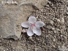 -西安青龙寺遗址景区