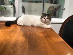 -猫小院猫主题餐厅(三里屯店)