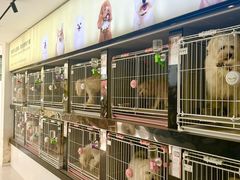 -翊宠yipet猫狗购宠庄园犬舍•猫舍