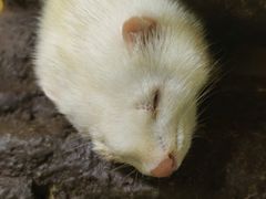 -青藏高原野生动物园