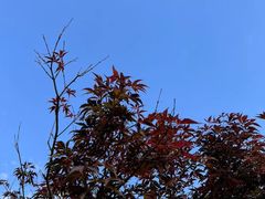 -广州市帽峰山景区