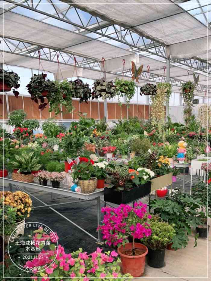 上海沈杨花卉苗木基地-"现在过来很方便,祁连山路大桥过来就到了,.