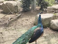 -苏州上方山国家森林公园