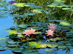 -莲花池公园