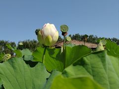 -荷花大观园
