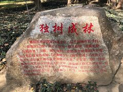 -瑞丽独树成林风景区