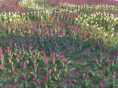 -长春公园(普阳街道)