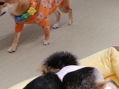 -逗柴咖啡屋·狗咖猫咖宠物桌游