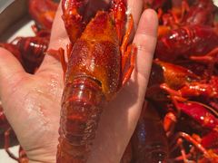 -巴厘龙虾·榜首油焖大虾(音乐学院·沿江酒馆店)