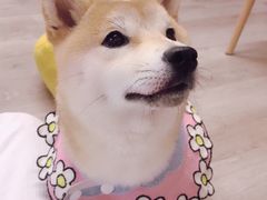 -柴迷FANS CLUB·柴犬狗咖·猫咖