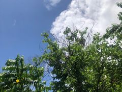 -东莞植物园