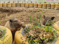 -紫颐香薰山谷景区