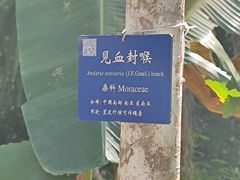 -中国科学院西双版纳热带植物园