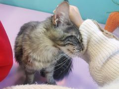 -十年猫舍·猫咪专门店(普陀店)