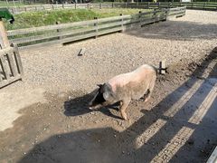 -前小桔亲子创意农场·草莓采摘·露营烧烤