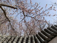 -桃花堤公园