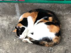 -回坊马二饺子馆