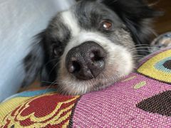 -爱侣宠医·鹦鹉专科·小型哺乳类·异宠专科(灵石路店)