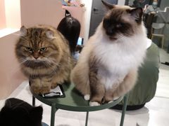 -猫儿山۰猫主题餐厅