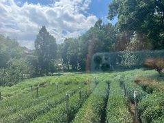 -野蔓果·山野菜(西湖景区·龙井茶田店)