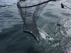 -Steveston Pizza Company (Richmond)