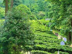 -姑婆山旅游区