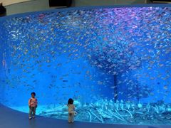 -合肥海洋世界
