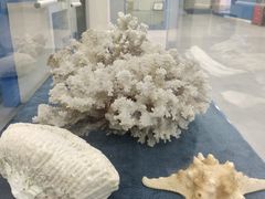 -上海海洋大学鱼文化博物馆(军工路校区)