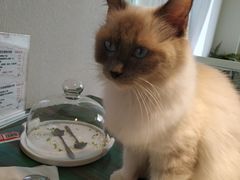 -喵喵咪呀布偶猫咖(春熙路店)