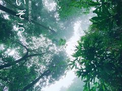 -云南屏边大围山国家公园