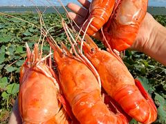 -七的湖·晚芳亭·阳澄湖农家菜·大闸蟹(莲花岛店)