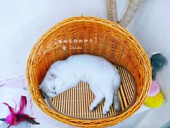 -鼓捣猫呢主题猫咖店