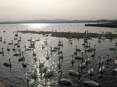 -烟墩角天鹅湖