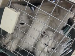 -汪喵宠物医院·骨科心脏影像·犬猫急重症ICU诊疗中心(成华分院)