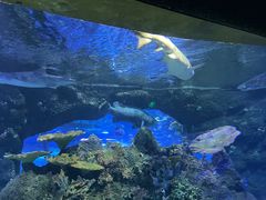 -江和美海洋公园