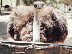 -青藏高原野生动物园