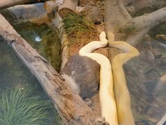 -上海大自然野生昆虫馆(东方明珠·爬宠昆虫探索中心)