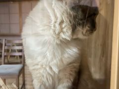 -白兔子密室(长寿路店)