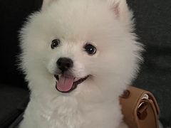 -爱侣宠医·鹦鹉专科·小型哺乳类·异宠专科(灵石路店)