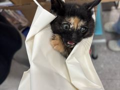 -四月宠物医院·猫专科·心脏专科·内科(转塘店)