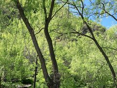 -云岫谷游猎自然风景区