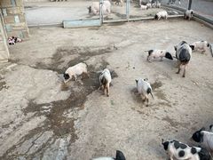 -石家庄市动物园